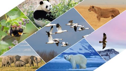 a sobrevivência dos vários seres vivos foram desenvolvidos